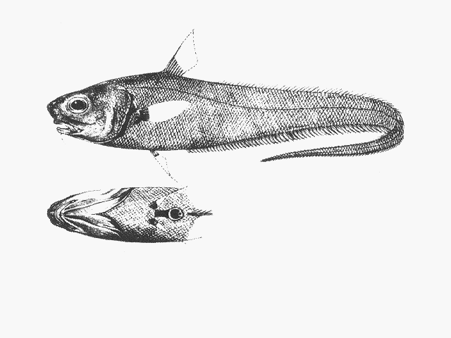 Trachonurus villosus (Günther, 1877)